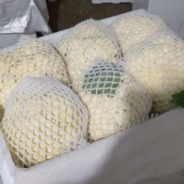 松花大量精品上市