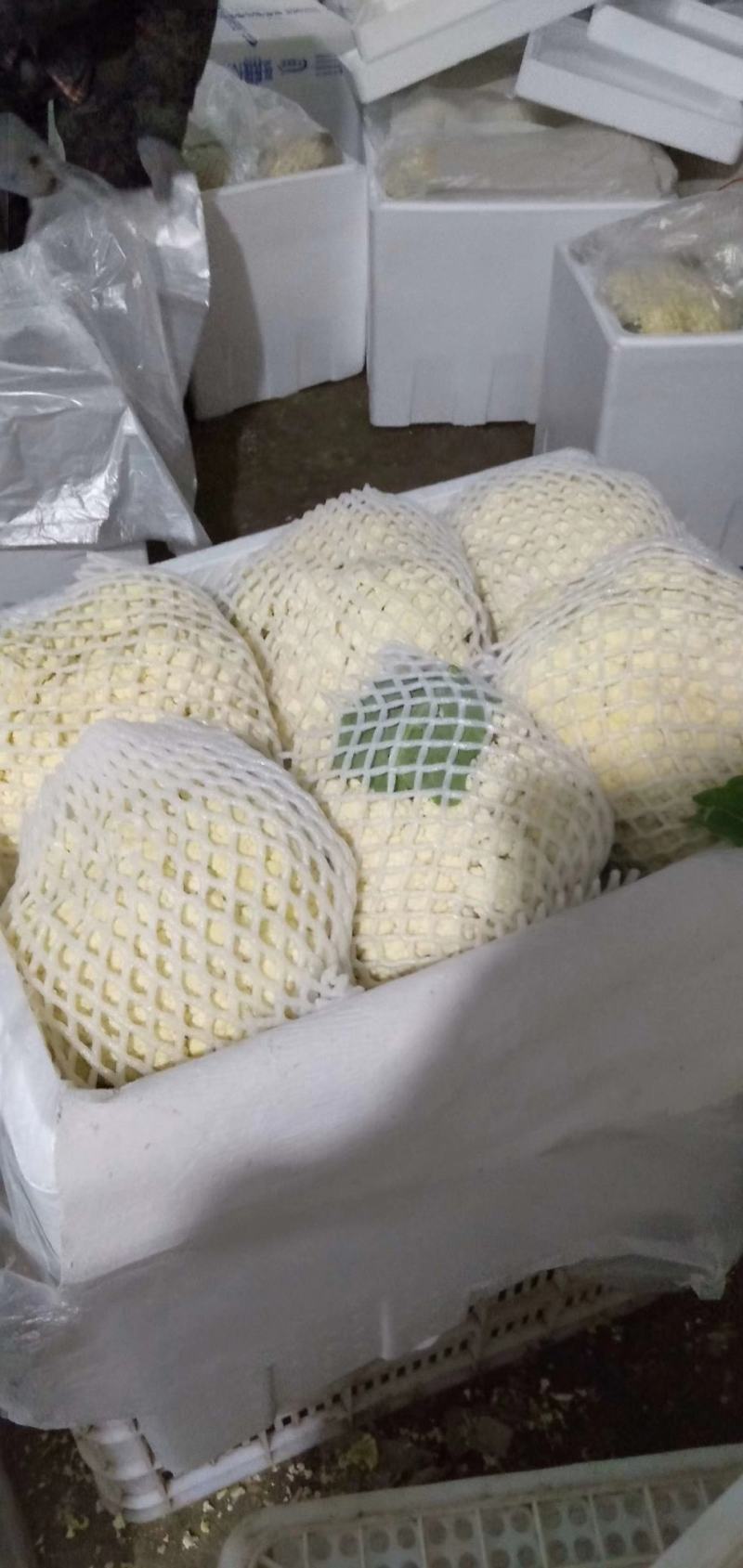 松花大量精品上市