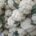 松花大量精品上市
