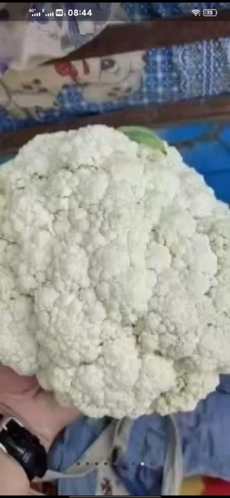松花大量精品上市