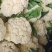 松花大量精品上市