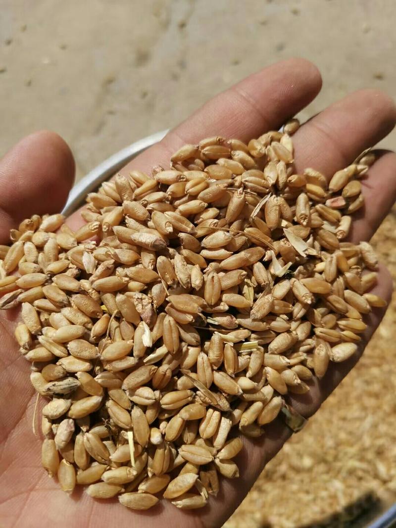 湖北小麦大量出售。