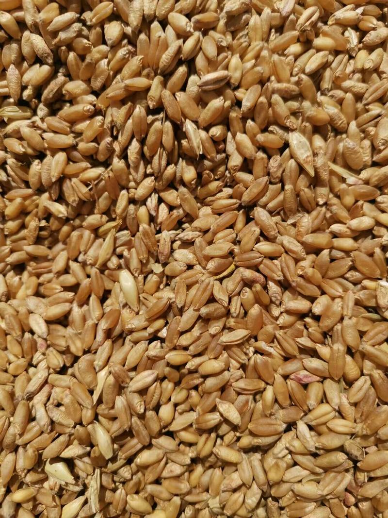 湖北小麦大量出售。