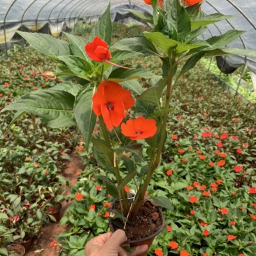 凤仙花，指甲花，急性子，女儿花，凤仙透骨