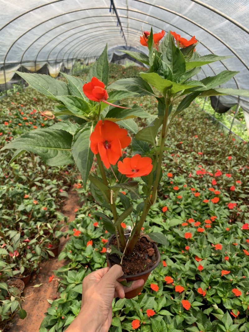 凤仙花，指甲花，急性子，女儿花，凤仙透骨
