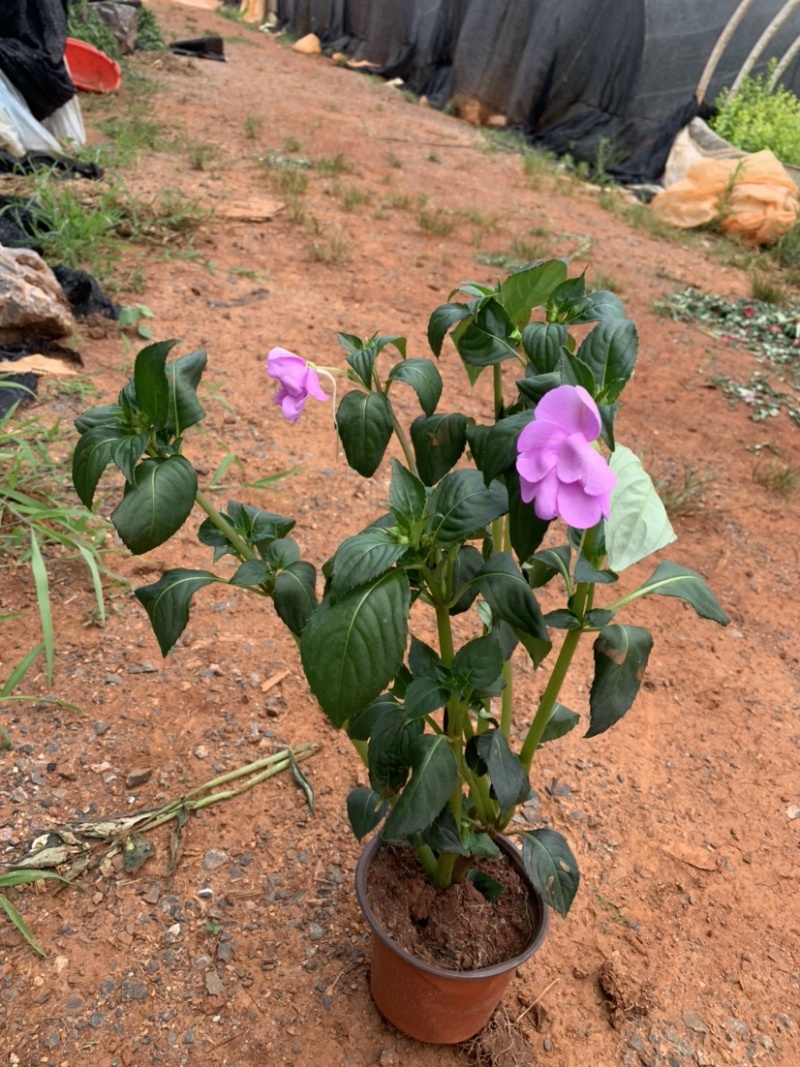 凤仙花，指甲花，急性子，女儿花，凤仙透骨