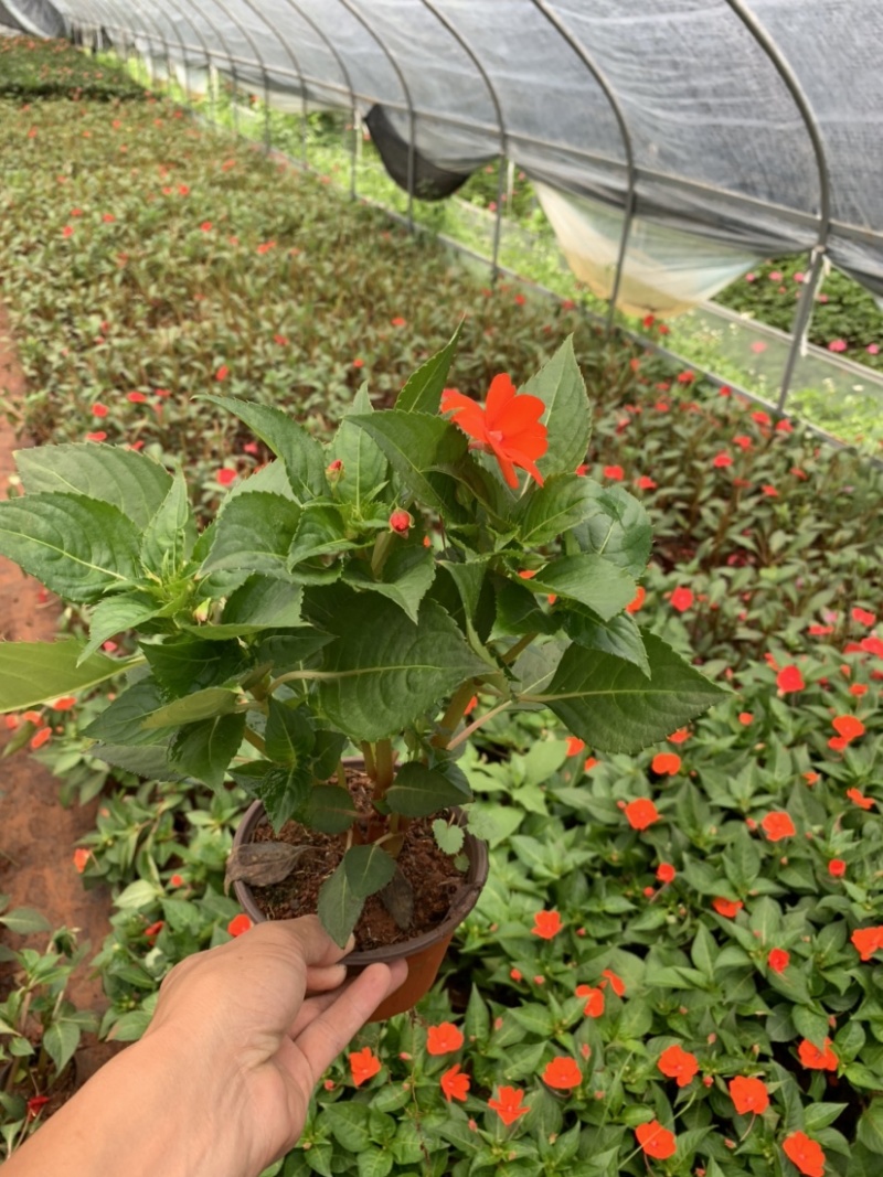 凤仙花，指甲花，急性子，女儿花，凤仙透骨