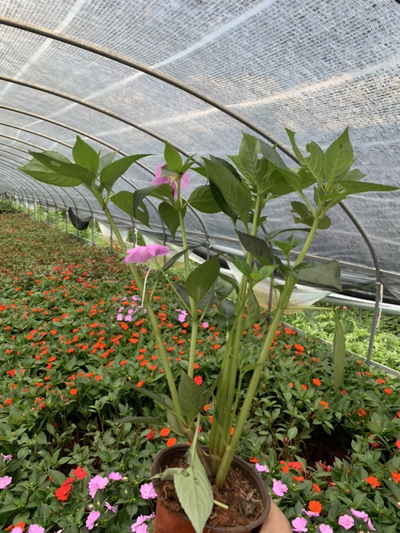凤仙花，指甲花，急性子，女儿花，凤仙透骨