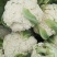 松花大量上市，花白，小米粒！根平，净菜！