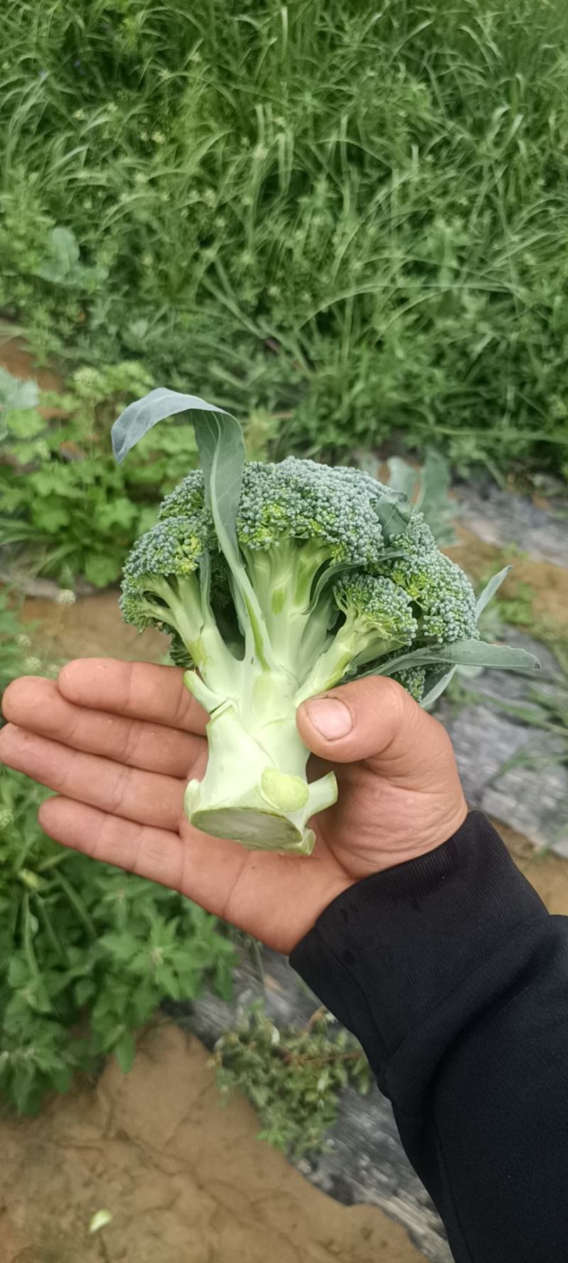 西兰花