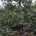 出售曹家六月雪梨，预定丰水梨，圆黄