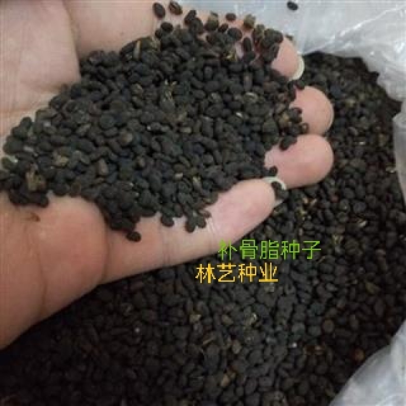 出售当年补骨脂种子骨脂故子故脂子故之子补骨鸱黑故子种子
