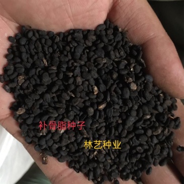 出售当年补骨脂种子骨脂故子故脂子故之子补骨鸱黑故子种子