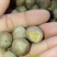 散装金山葵种子皇后葵果实可食庭院观赏树紫金鼠菩提文玩菩提