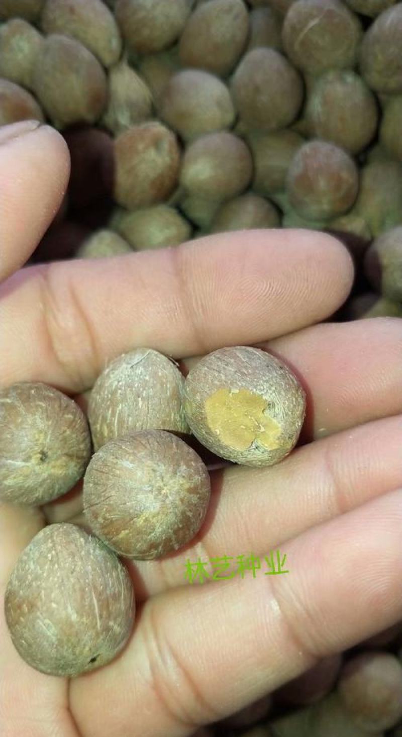 散装金山葵种子皇后葵果实可食庭院观赏树紫金鼠菩提文玩菩提