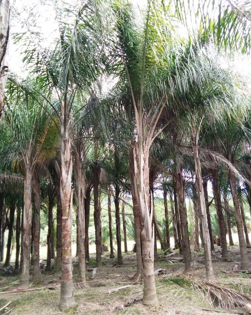 散装金山葵种子皇后葵果实可食庭院观赏树紫金鼠菩提文玩菩提