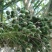 散装金山葵种子皇后葵果实可食庭院观赏树紫金鼠菩提文玩菩提