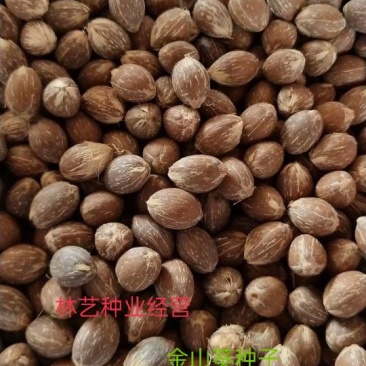散装金山葵种子皇后葵果实可食庭院观赏树紫金鼠菩提文玩菩提