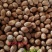 散装金山葵种子皇后葵果实可食庭院观赏树紫金鼠菩提文玩菩提