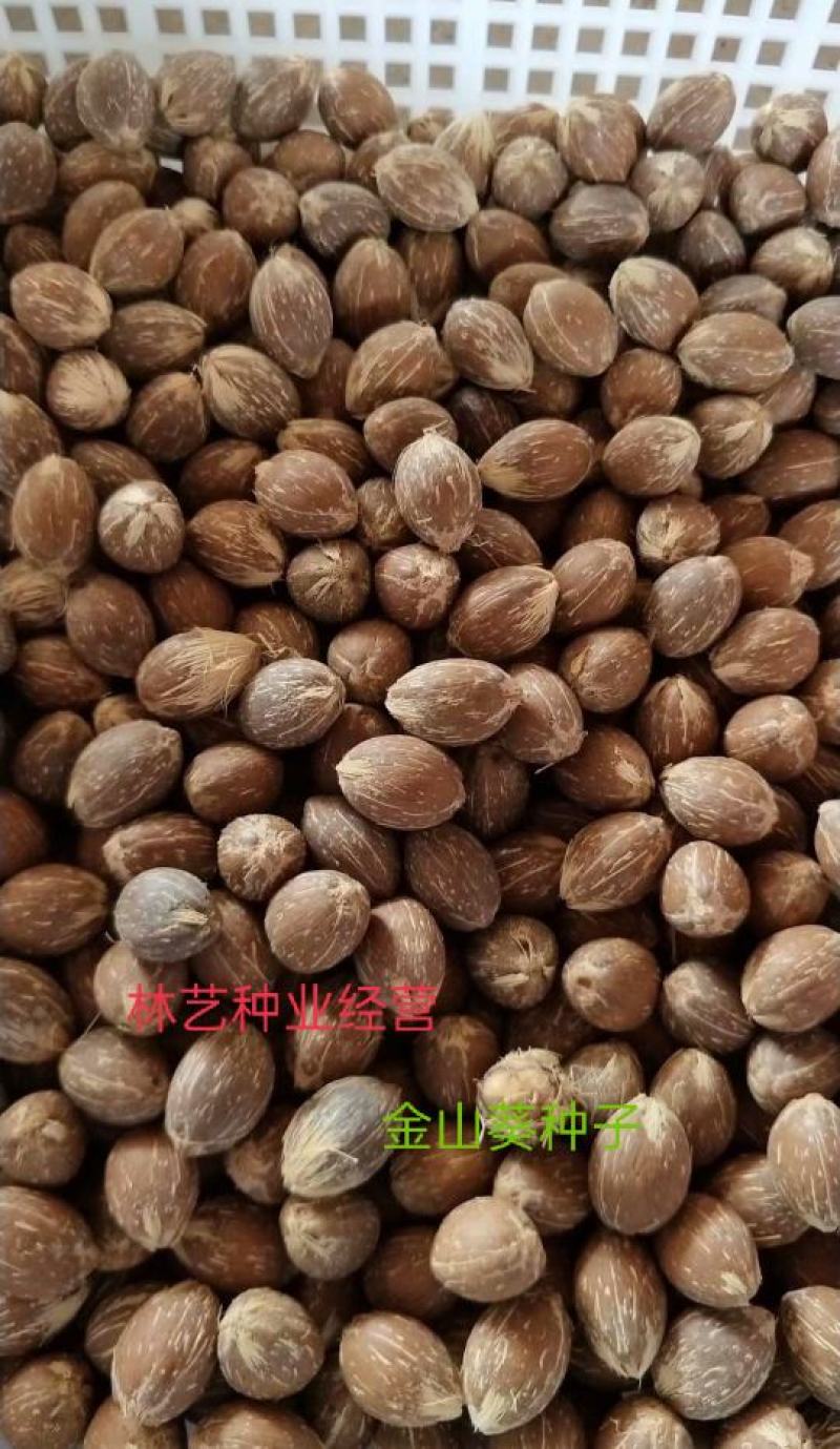 散装金山葵种子皇后葵果实可食庭院观赏树紫金鼠菩提文玩菩提