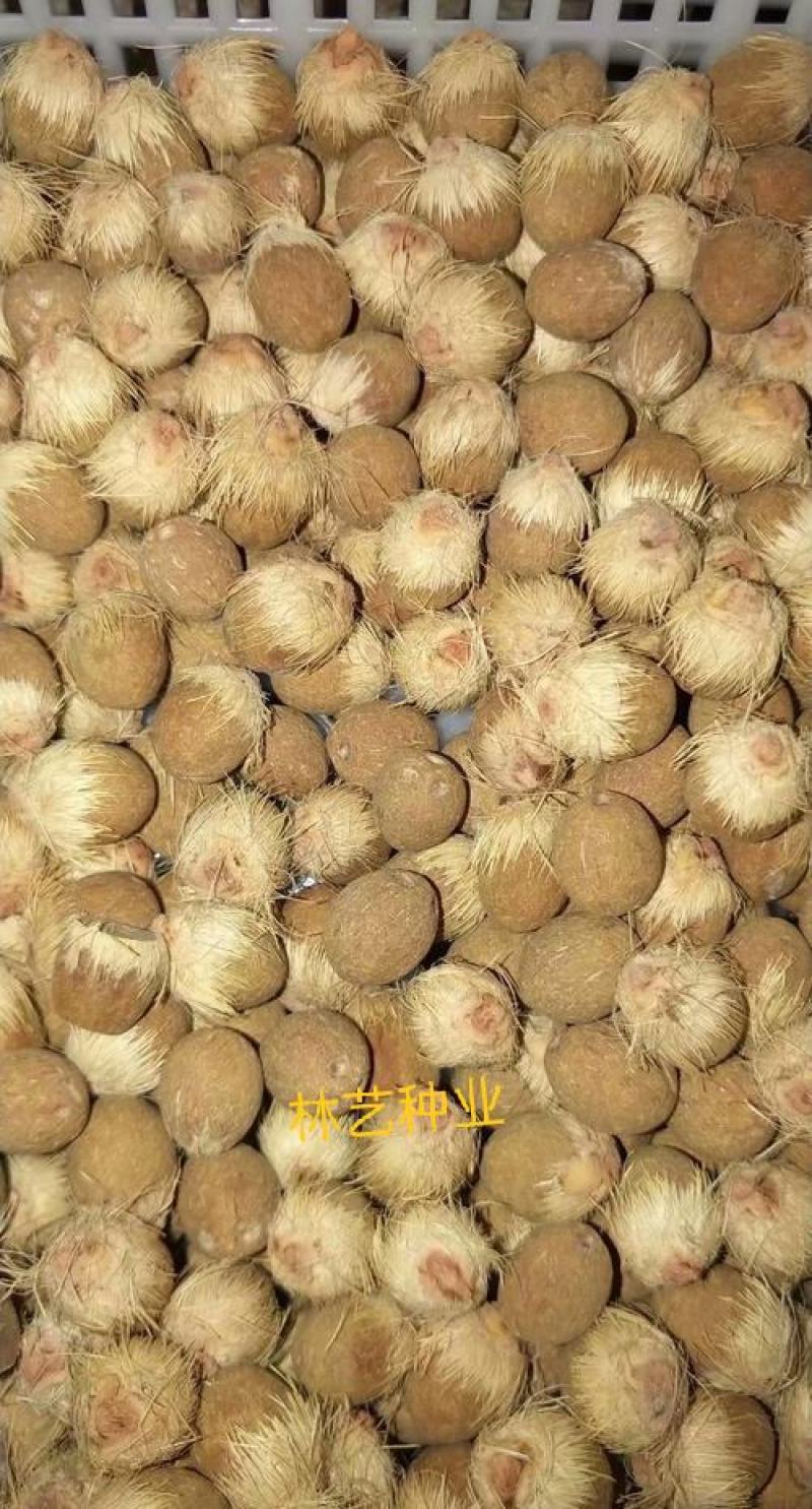 散装金山葵种子皇后葵果实可食庭院观赏树紫金鼠菩提文玩菩提