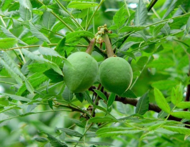 文冠果种子园林绿化花卉用种林木果树多年生观赏树木油料树种