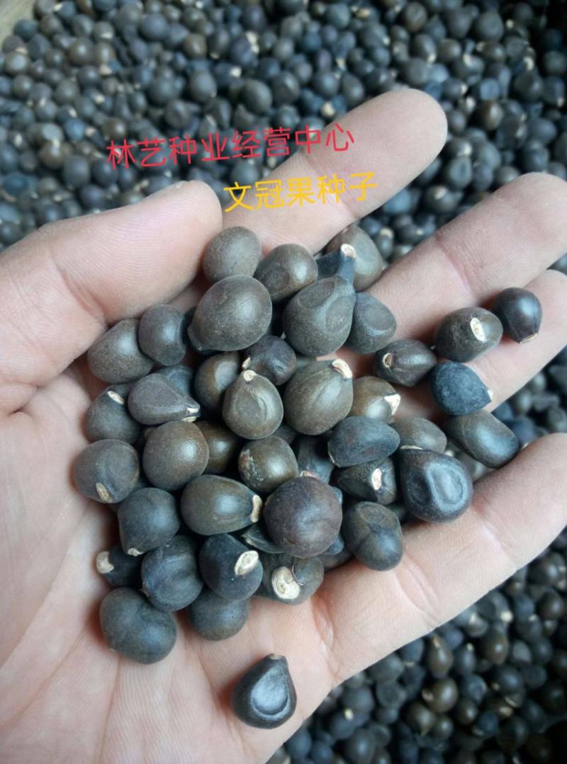 文冠果种子园林绿化花卉用种林木果树多年生观赏树木油料树种