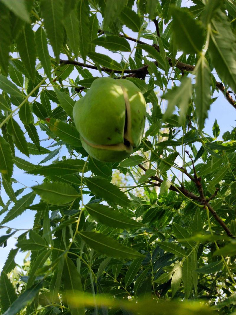 文冠果种子园林绿化花卉用种林木果树多年生观赏树木油料树种