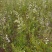 文冠果种子园林绿化花卉用种林木果树多年生观赏树木油料树种