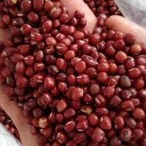 红小豆，常年批发供应，药食同源红小豆，量大从优货真价实