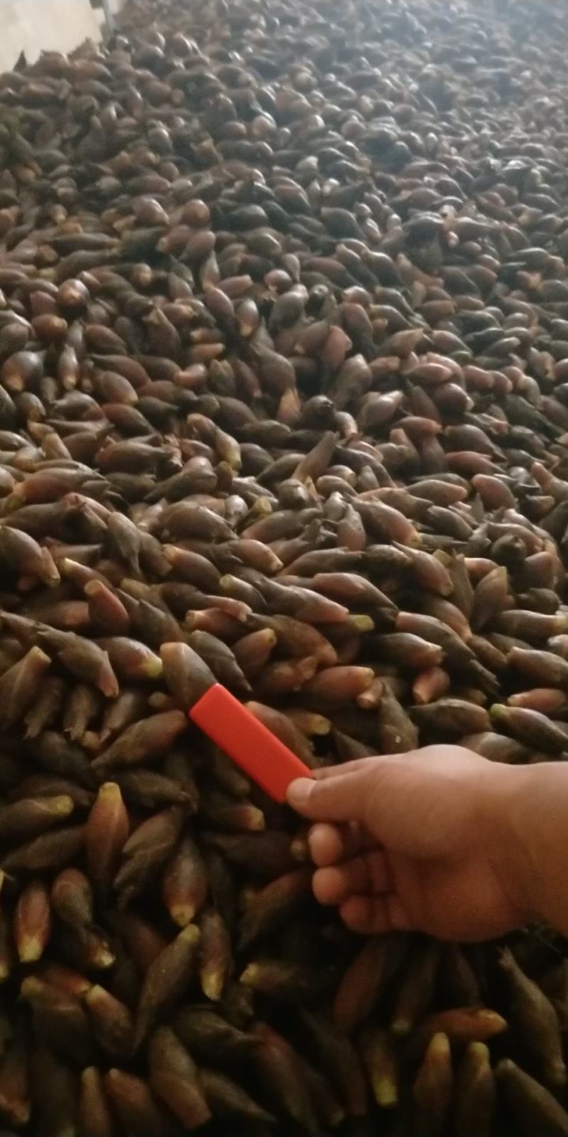 阳荷