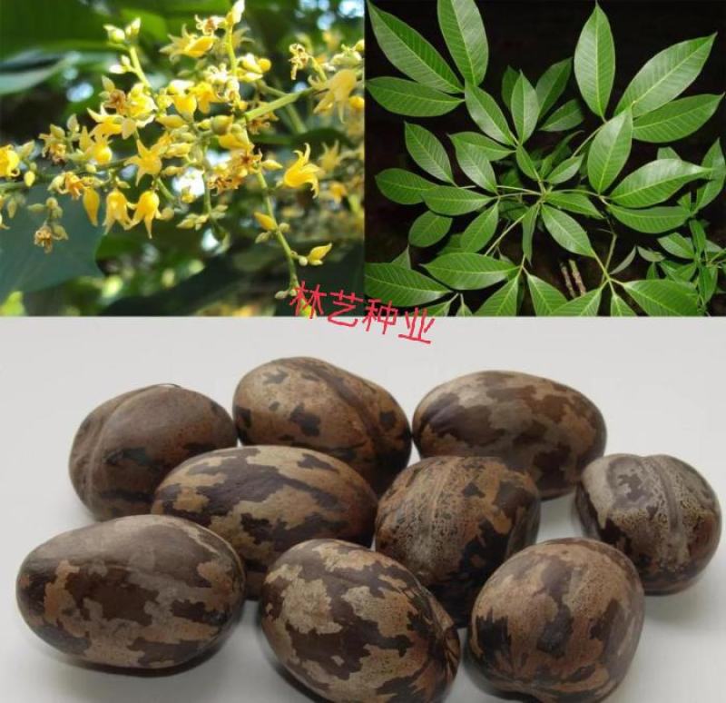 散装橡胶树种子三叶橡胶树种子巴西橡胶树种子