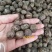 散装橡胶树种子三叶橡胶树种子巴西橡胶树种子