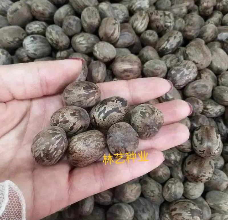 散装橡胶树种子三叶橡胶树种子巴西橡胶树种子