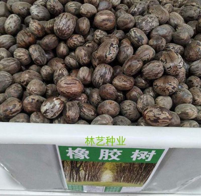 散装橡胶树种子三叶橡胶树种子巴西橡胶树种子
