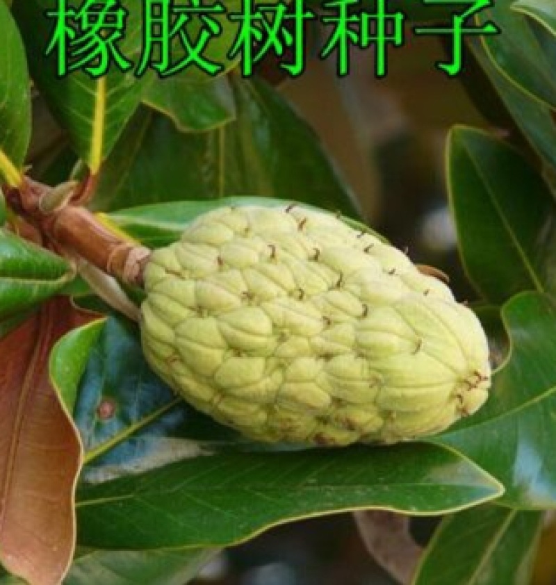 散装橡胶树种子三叶橡胶树种子巴西橡胶树种子