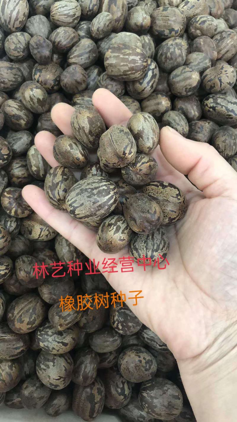 散装橡胶树种子三叶橡胶树种子巴西橡胶树种子