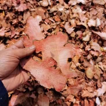 金刚刺菝葜