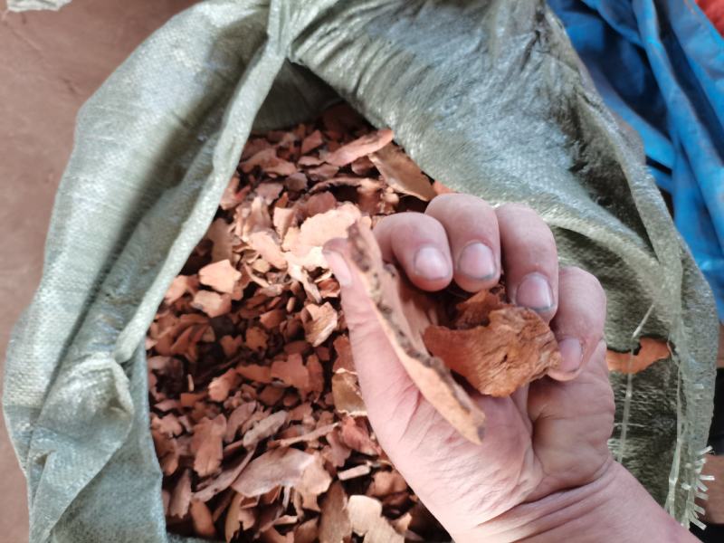 金刚刺菝葜