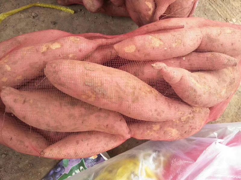 龙薯九