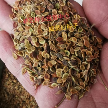 威灵仙种子秧苗山辣椒种子纯新中药材种子提供视频看货