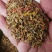 威灵仙种子秧苗山辣椒种子纯新中药材种子提供视频看货