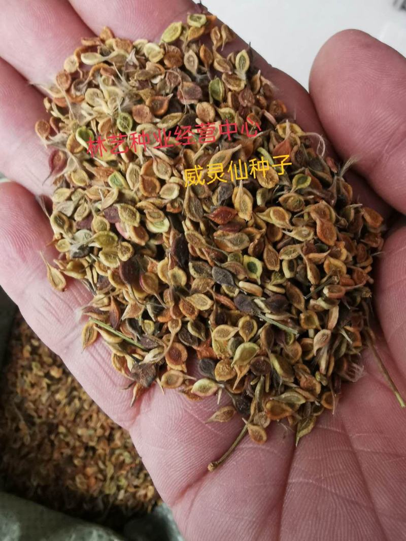 威灵仙种子秧苗山辣椒种子纯新中药材种子提供视频看货