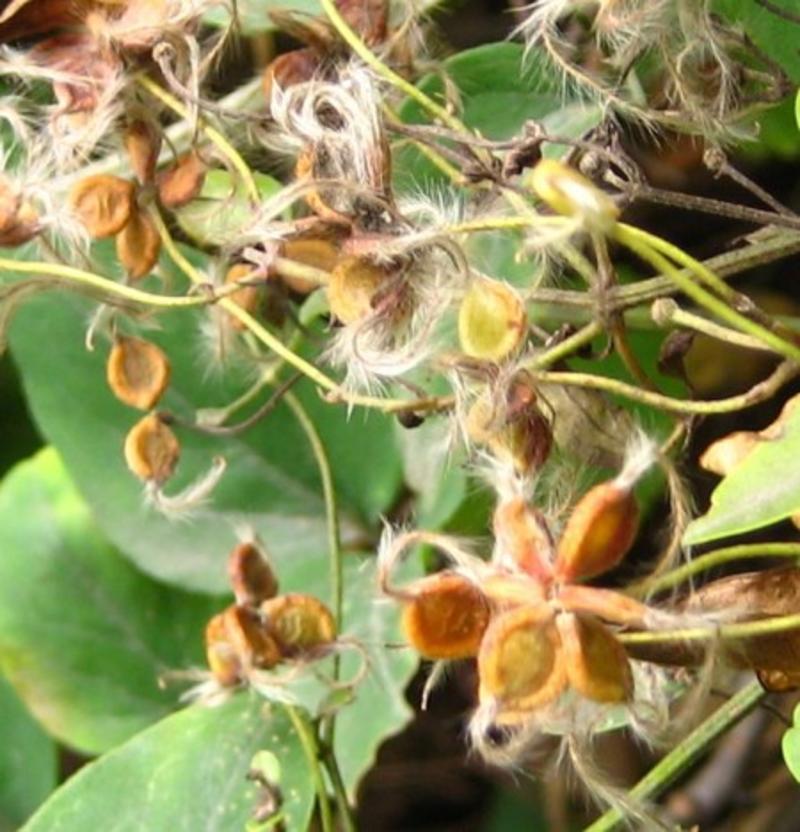 威灵仙种子秧苗山辣椒种子纯新中药材种子提供视频看货