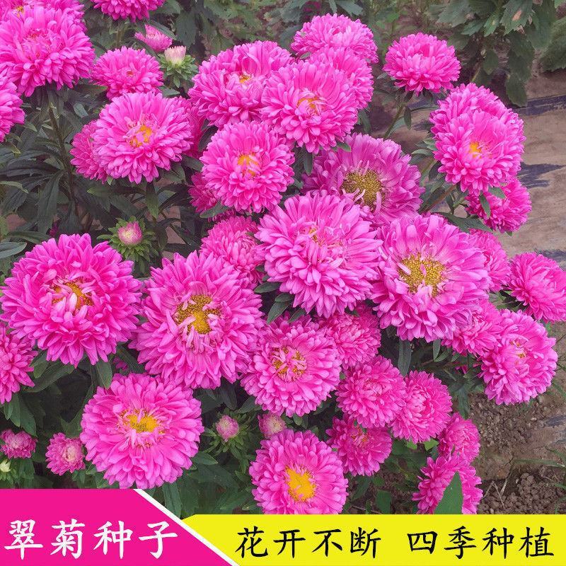 菊花种子七彩翠菊种子重瓣四季阳台庭院盆栽易活花草翠菊花卉