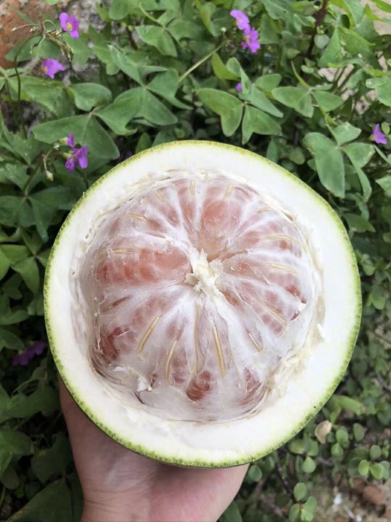 泰国青皮红心柚昆明直发一件代发支持社区团购包邮到家招代理