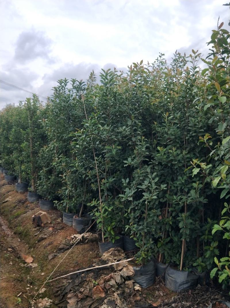 地经2一3公分球花石楠，树形优美