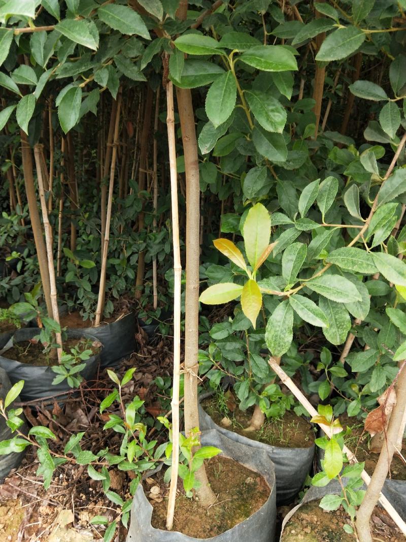 地经2一3公分球花石楠，树形优美