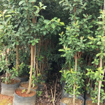 地经2一3公分球花石楠，树形优美