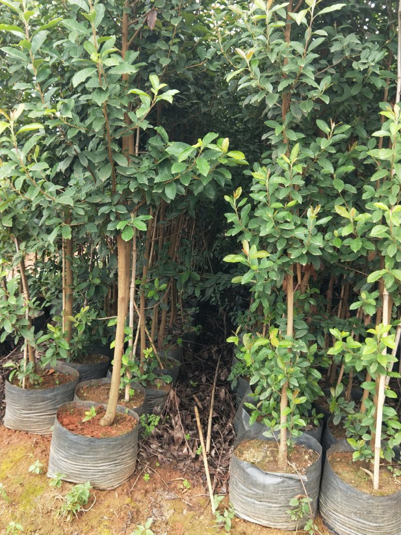 地经2一3公分球花石楠，树形优美